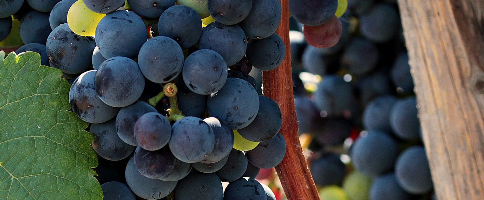 Wildweb Slideshow - Slideshow 2